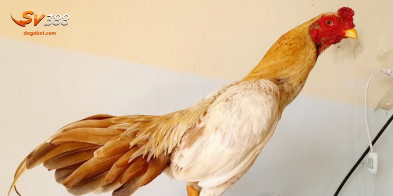 Asil gồm những dòng nào?