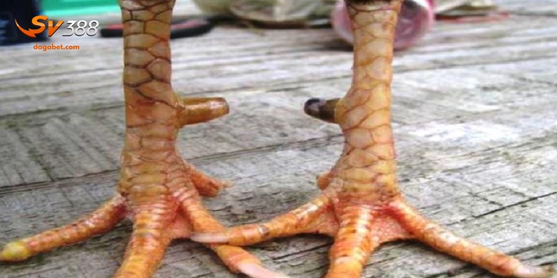 Các cách khắc phục vảy gà xấu