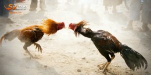 Top Các Loại Gà Đá Tốt Nhất Tại Việt Nam Trong Năm 2025