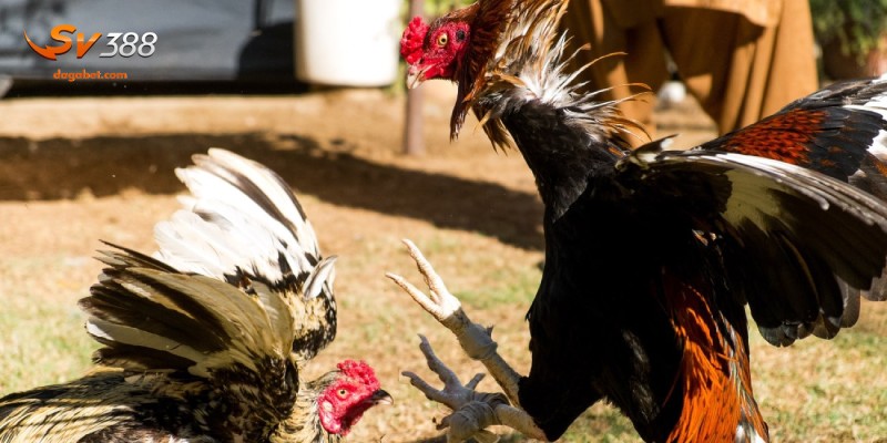 Các tiêu chí để lựa chọn gà đá đòn độc