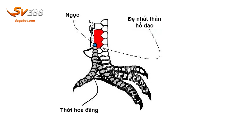 Cách chọn vảy gà vấn cán hiệu quả