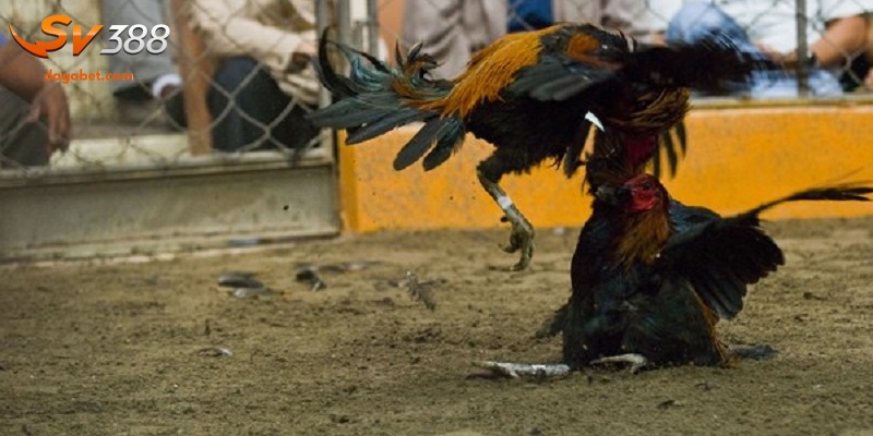 Cách nhận biết các loại có vảy gà quý tại SV388