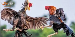 Cách Nuôi Gà Đá - Bí Quyết Giúp Chiến Kê Sung Mãn Nhất