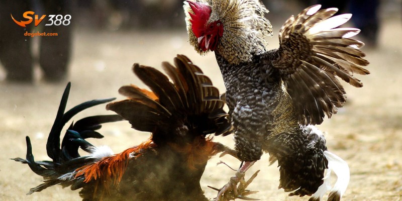 Cách tính luật chấp trong đá gà cụ thể