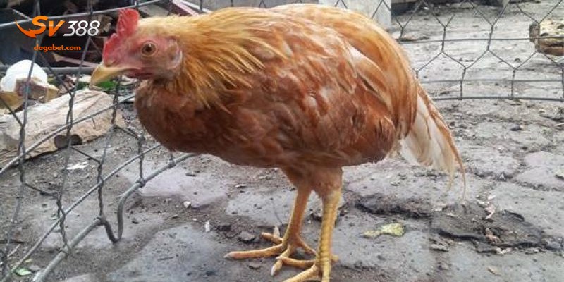 Chi tiết về căn bệnh cầu trùng ở gà