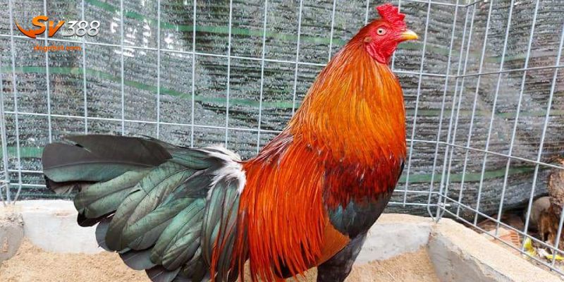 Đặc điểm của giống này là gì?