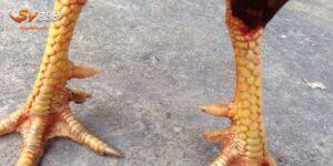 Gà 3 hàng vảy gọi là gì?