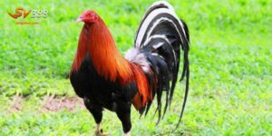 Gà Asil - Một Giống Chiến Kê Mạnh Mẽ, Siêu Chất Lượng