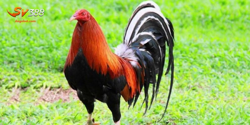 Gà Asil - Một Giống Chiến Kê Mạnh Mẽ, Siêu Chất Lượng
