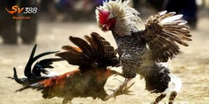 Gà Đá Đòn Độc - Bí Quyết Chọn Chiến Kê Bách Chiến Tại SV388