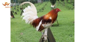 Thông Tin Gà Đá Mỹ - Các Dòng Và Giá Mua Như Thế Nào?