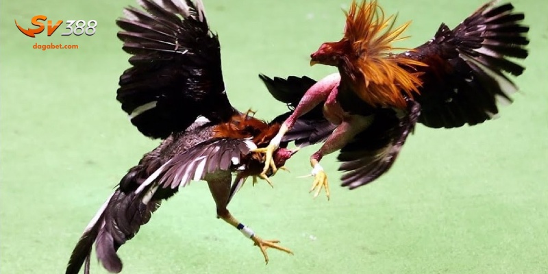 Hướng dẫn cách huấn luyện gà đá đòn độc hiệu quả