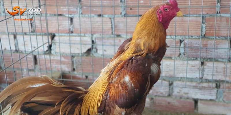 Khái niệm cùng lịch sử của Asil