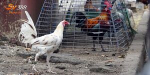 Kiến Thức Chăn Nuôi Gà Cơ Bản - Hành Trang Cho Sư Kê