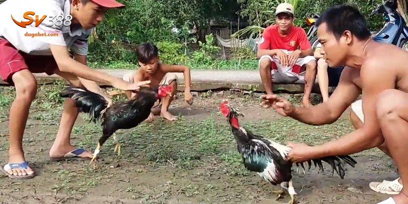 Luật Chấp Trong Đá Gà Chi Tiết Giúp Chinh Phục Mọi Sàn Đấu