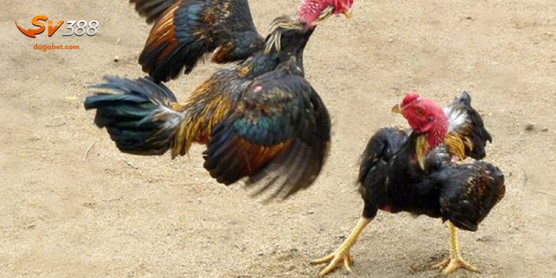 Lý do vì sao cần xem xét chân gà chọi