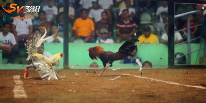 Những bí quyết chọn gà hiệu quả