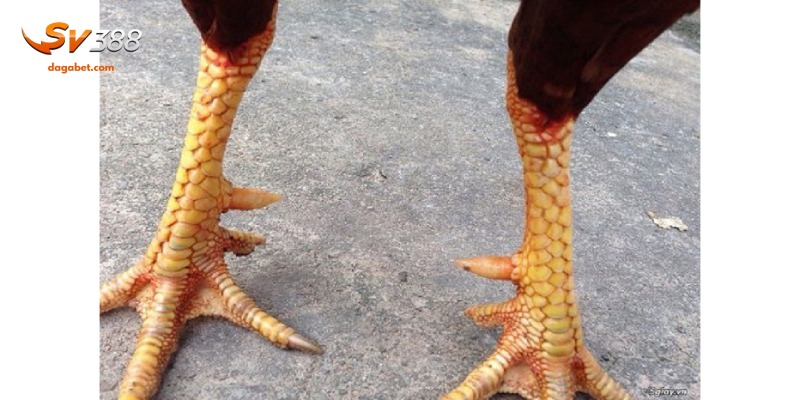 Những loại vảy gà xấu phổ biến nhất