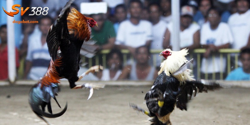 Tổng hợp các loại vảy gà quý phổ biến nhất