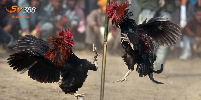 Tổng hợp các yếu tố ảnh hưởng đến luật chấp trong đá gà