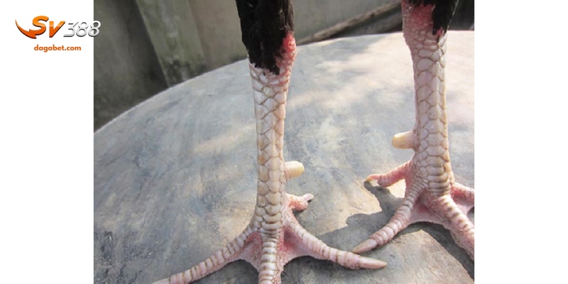 Tổng hợp cách nhận biết vảy gà xấu