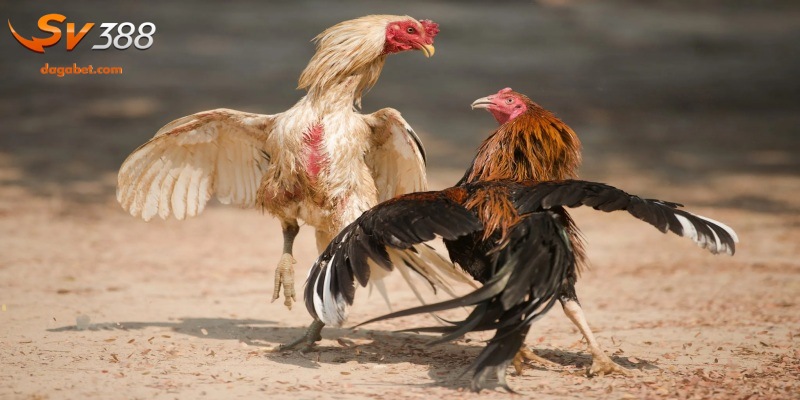 Vảy Gà Quý - Yếu Tố Quan Trọng Khi Chọn Gà Đá Tại SV388