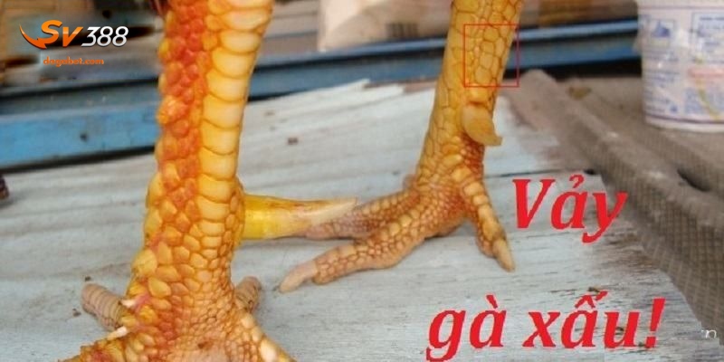 Vảy Gà Xấu - Những Loại Cần Tránh Khi Tham Gia Tại SV388