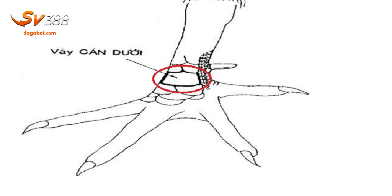 Vị trí phân bổ vảy gà vấn cán