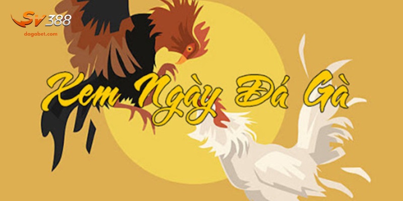 Xem Ngày Đá Gà Hợp Phong Thủy Giúp Tăng Cơ Hội Thắng